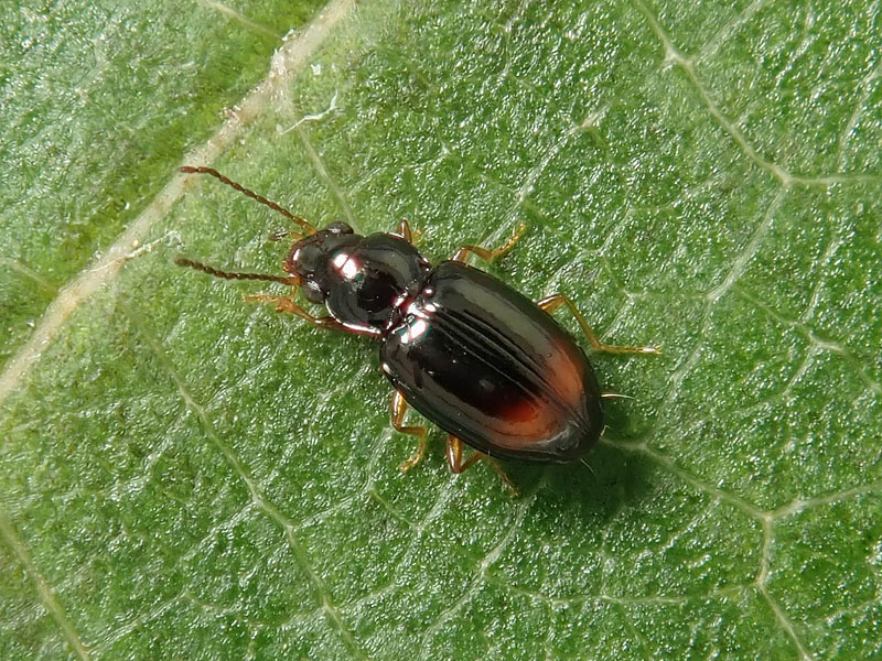 Carabidae: Sphaerotachys hoemorrhoidalis ? S !